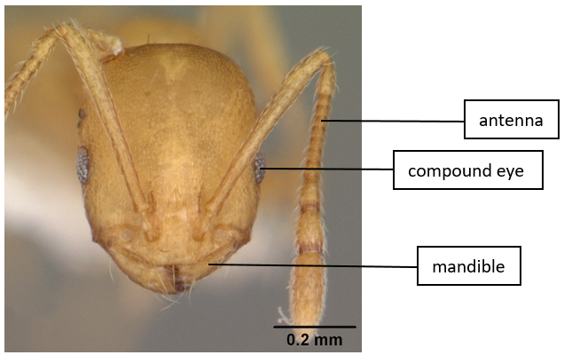 chy_head of a worker pharaoh ant.png chy_head of a worker pharaoh ant.png