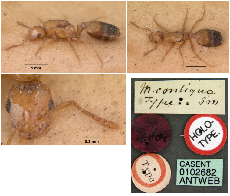 chy_holotype of myrmica contigua.png chy_holotype of myrmica contigua.png