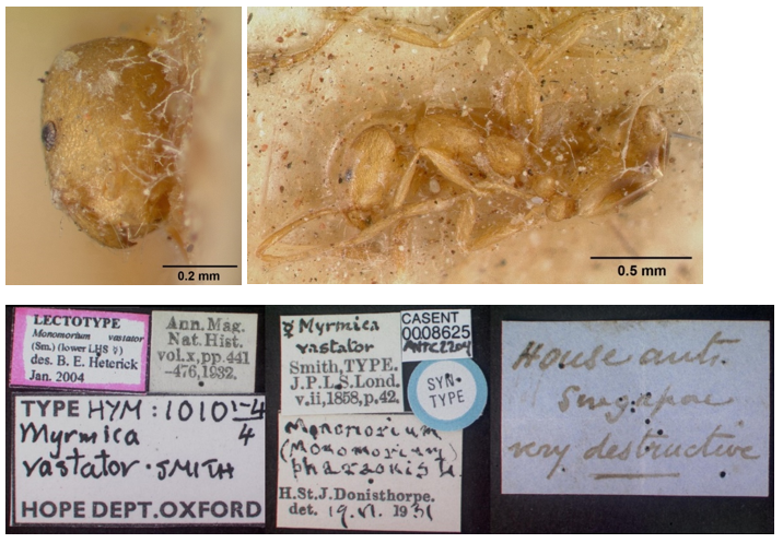 chy_lectotype of monomorium vastator from singapore.png chy_lectotype of monomorium vastator from singapore.png
