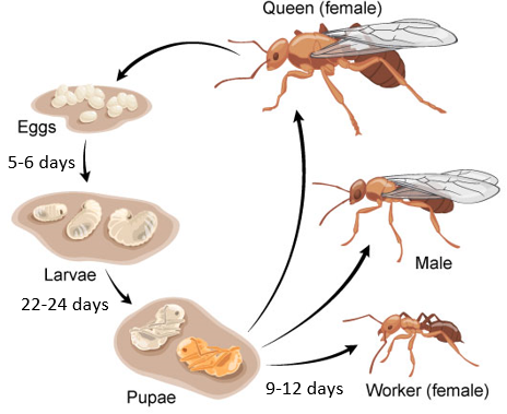 chy_life cycle of the pharaoh ant.png chy_life cycle of the pharaoh ant.png