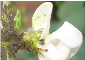 chy_monomorium pharaonis workers protecting a group of aphids.png chy_monomorium pharaonis workers protecting a group of aphids.png
