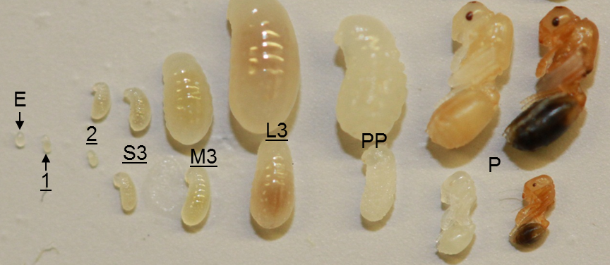 chy_morphology of the pharaoh ant from egg to adult.png chy_morphology of the pharaoh ant from egg to adult.png
