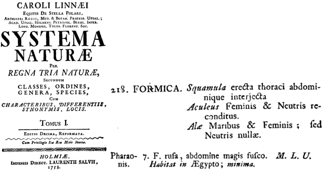 chy_original description of formic pharaonis in systema naturae.png chy_original description of formic pharaonis in systema naturae.png