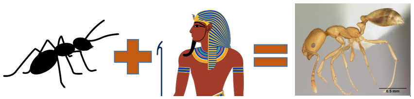 chy_pharaoh ant.png chy_pharaoh ant.png