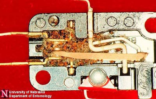 chy_pharaoh ants found in an electrical socket.jpg chy_pharaoh ants found in an electrical socket.jpg