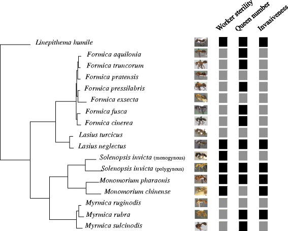 chy_phylogeny of reproductive division of labour.gif chy_phylogeny of reproductive division of labour.gif