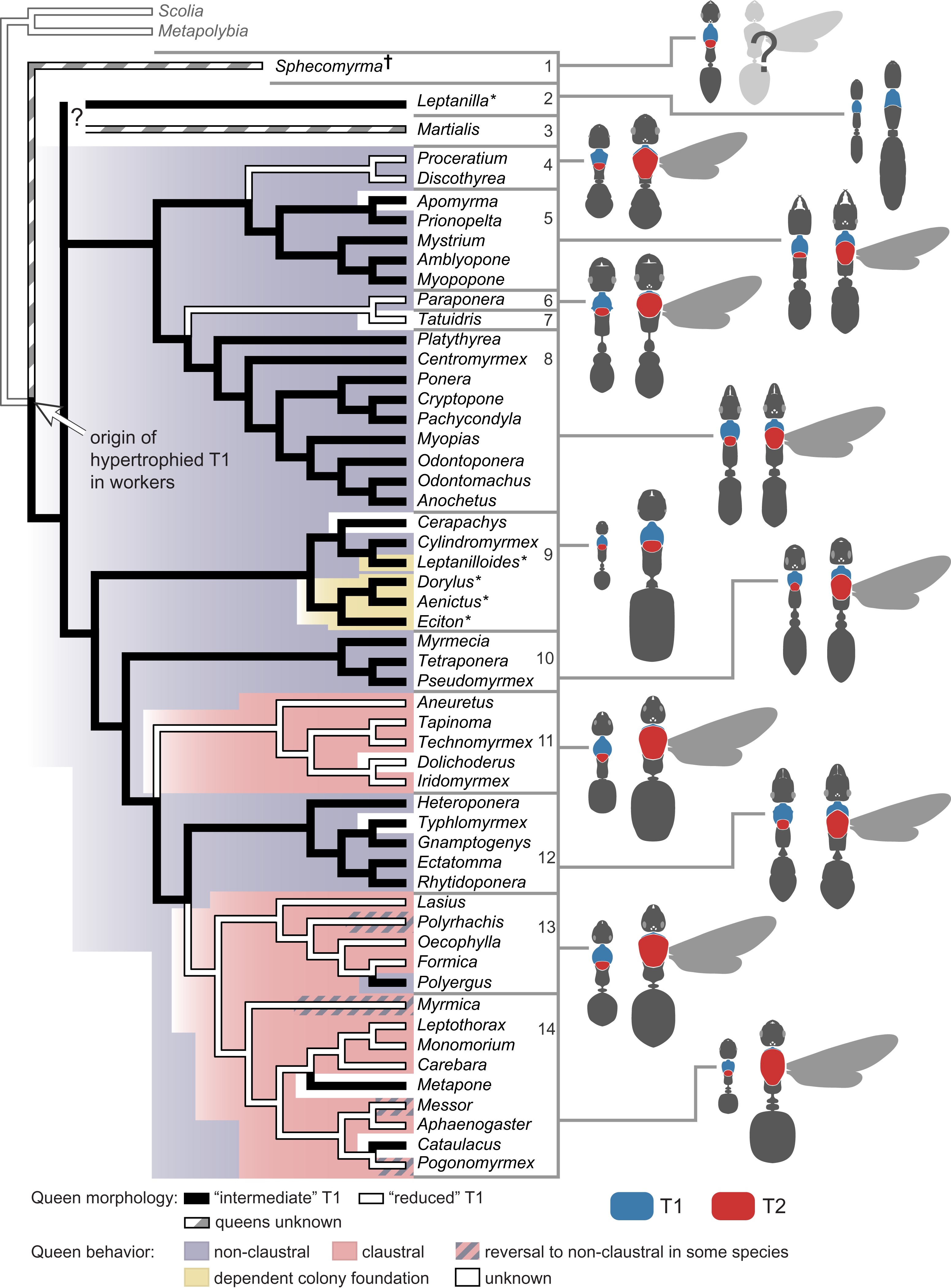 chy_phylogeny of thorax.jpg chy_phylogeny of thorax.jpg