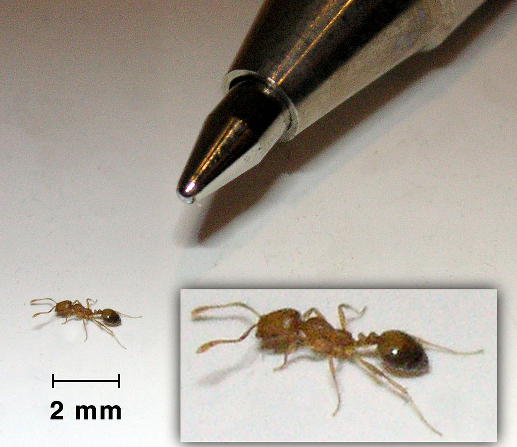 chy_size of pharaoh ant.jpg chy_size of pharaoh ant.jpg