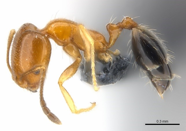 chy_specimen of trichomyrmex destructor.jpg chy_specimen of trichomyrmex destructor.jpg