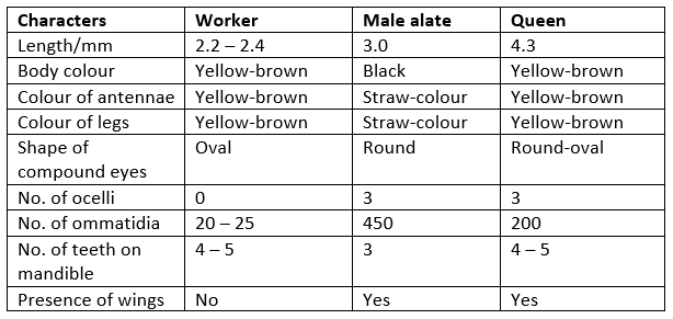 chy_summary of the morphological characters of a pharaoh worker ant, male alate and queen.png chy_summary of the morphological characters of a pharaoh worker ant, male alate and queen.png