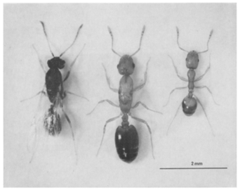 chy_the 3 castes of pharaoh ants1.png chy_the 3 castes of pharaoh ants1.png