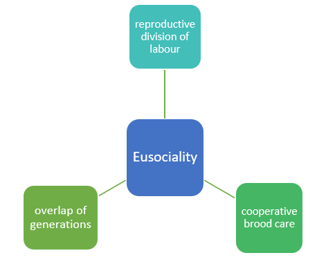 chy_the 3 features of eusociality.png chy_the 3 features of eusociality.png