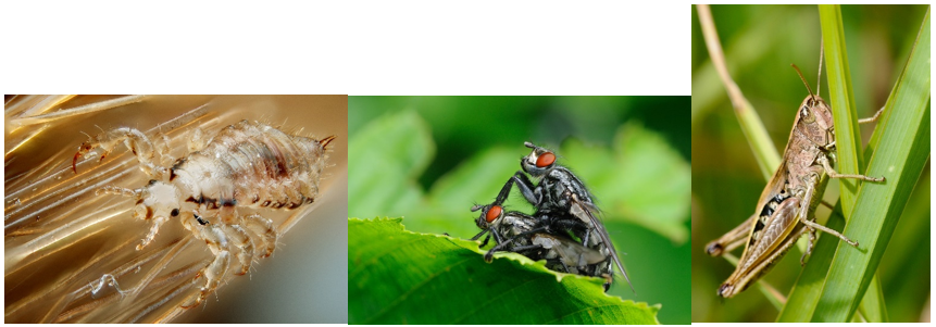 chy_the 3 insect groups responsible for the biblical plagues in Egypt.png chy_the 3 insect groups responsible for the biblical plagues in Egypt.png