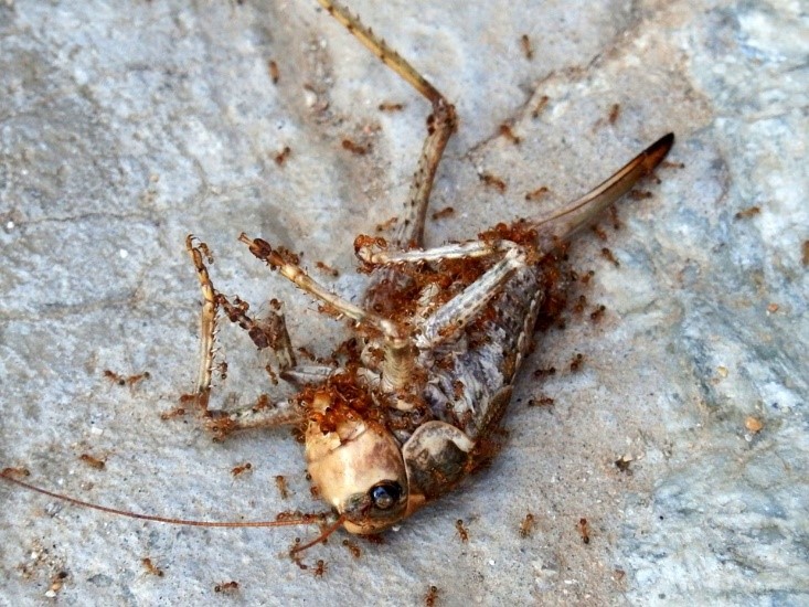 chy_workers scavenging on a dead cricket.jpg chy_workers scavenging on a dead cricket.jpg