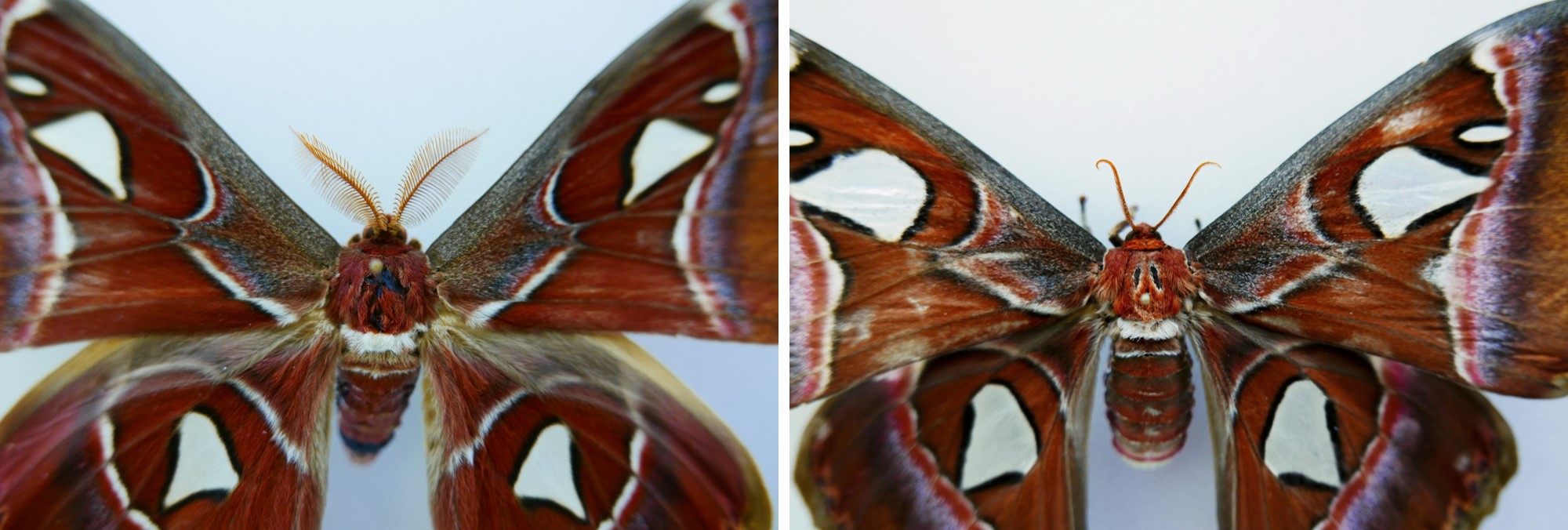 The science behind the Moth Atlas