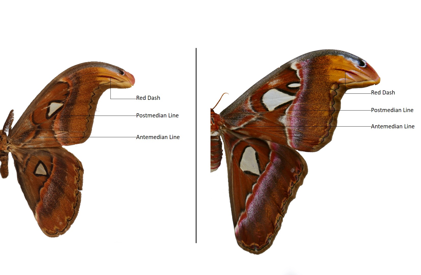 combined diagnosis part 1.jpg combined diagnosis part 1.jpg
