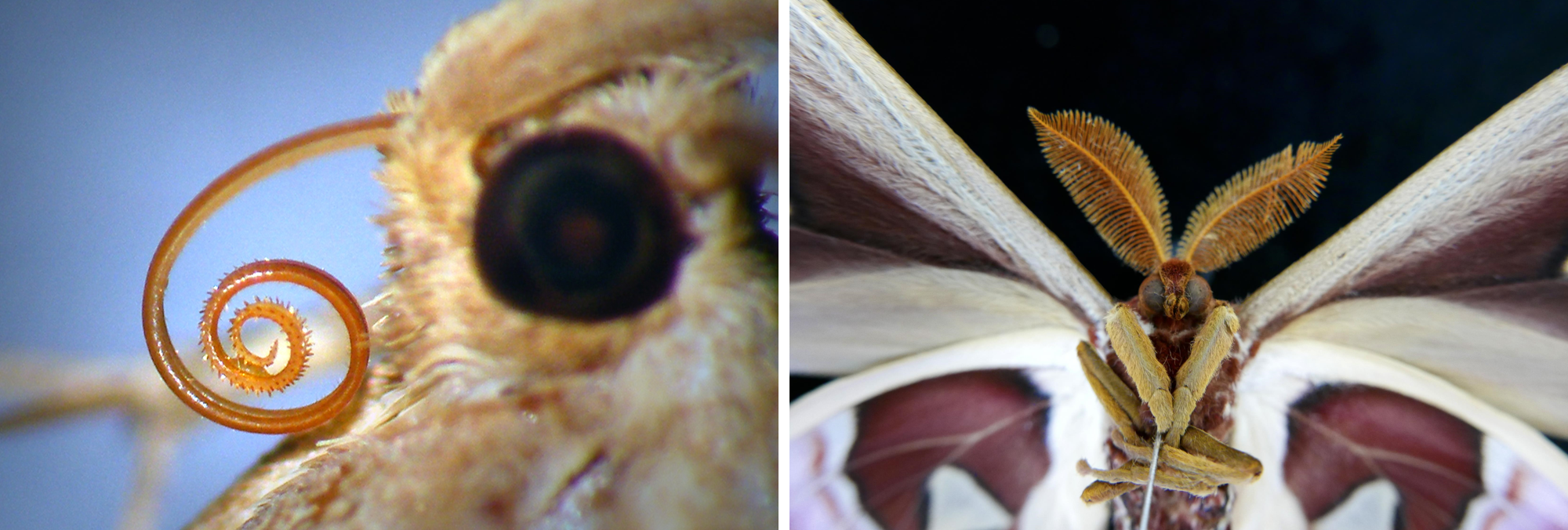 combined mouths.png combined mouths.png