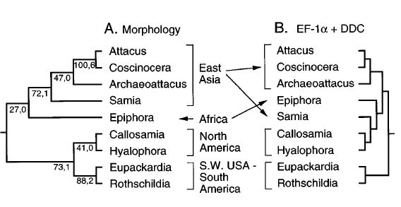 compare molecular to morphology attacine.JPG compare molecular to morphology attacine.JPG