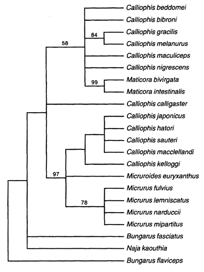 consensus_tree.png