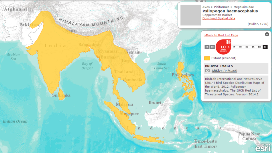 coppersmith barbet distribution.png