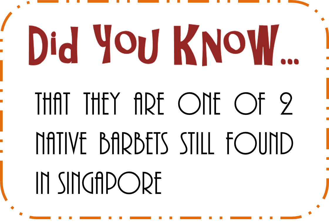 coppersmith barbet dyk2.png