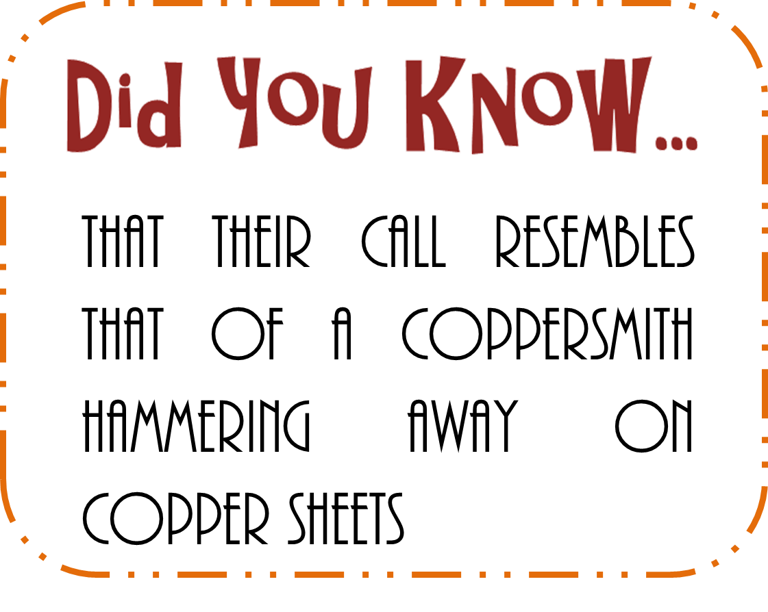 coppersmith barbet dyk3.png