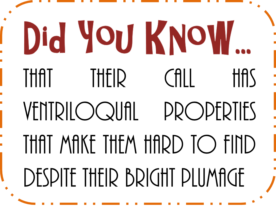 coppersmith barbet dyk4.png coppersmith barbet dyk4.png