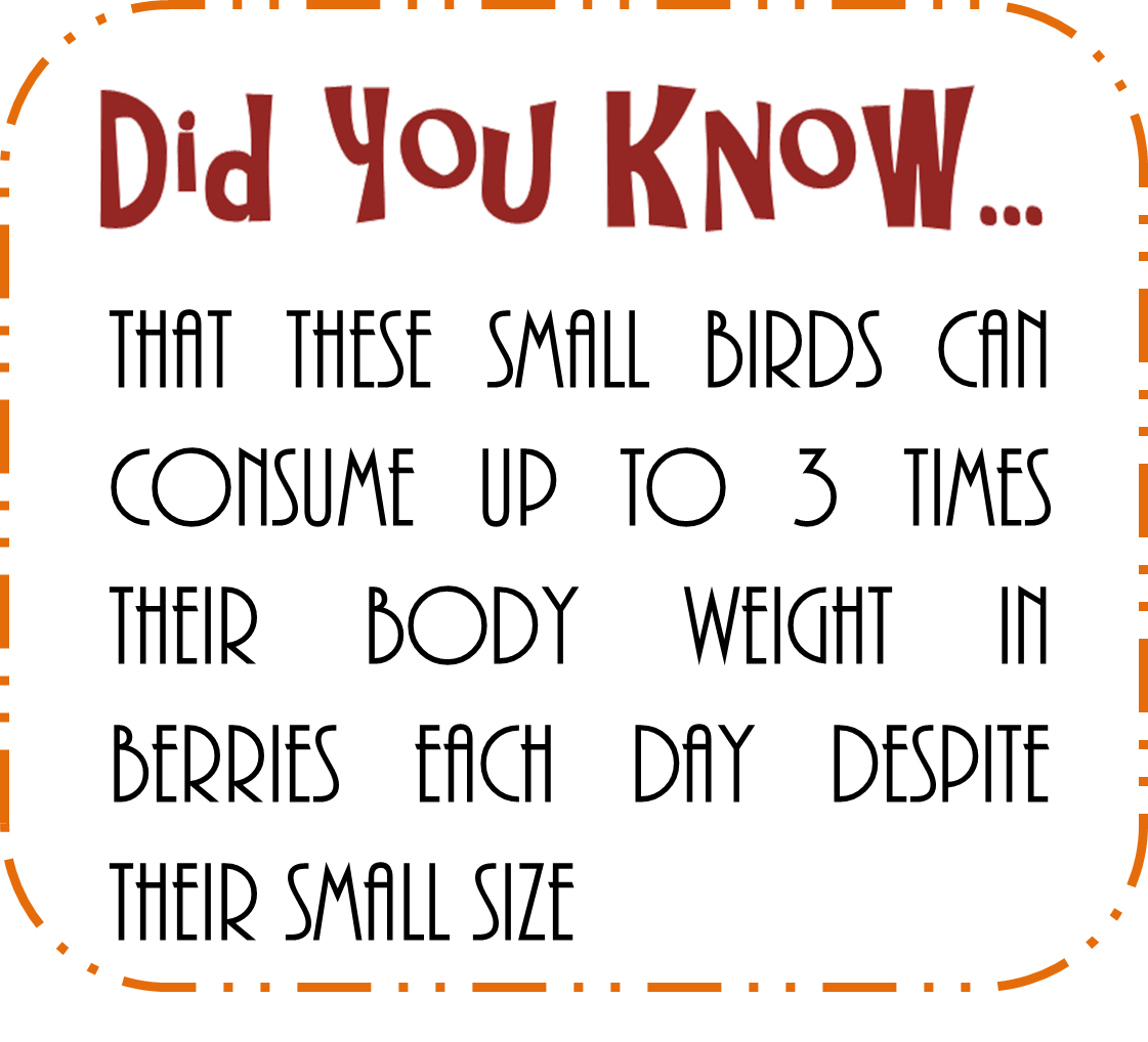 coppersmith barbet dyk5.png coppersmith barbet dyk5.png