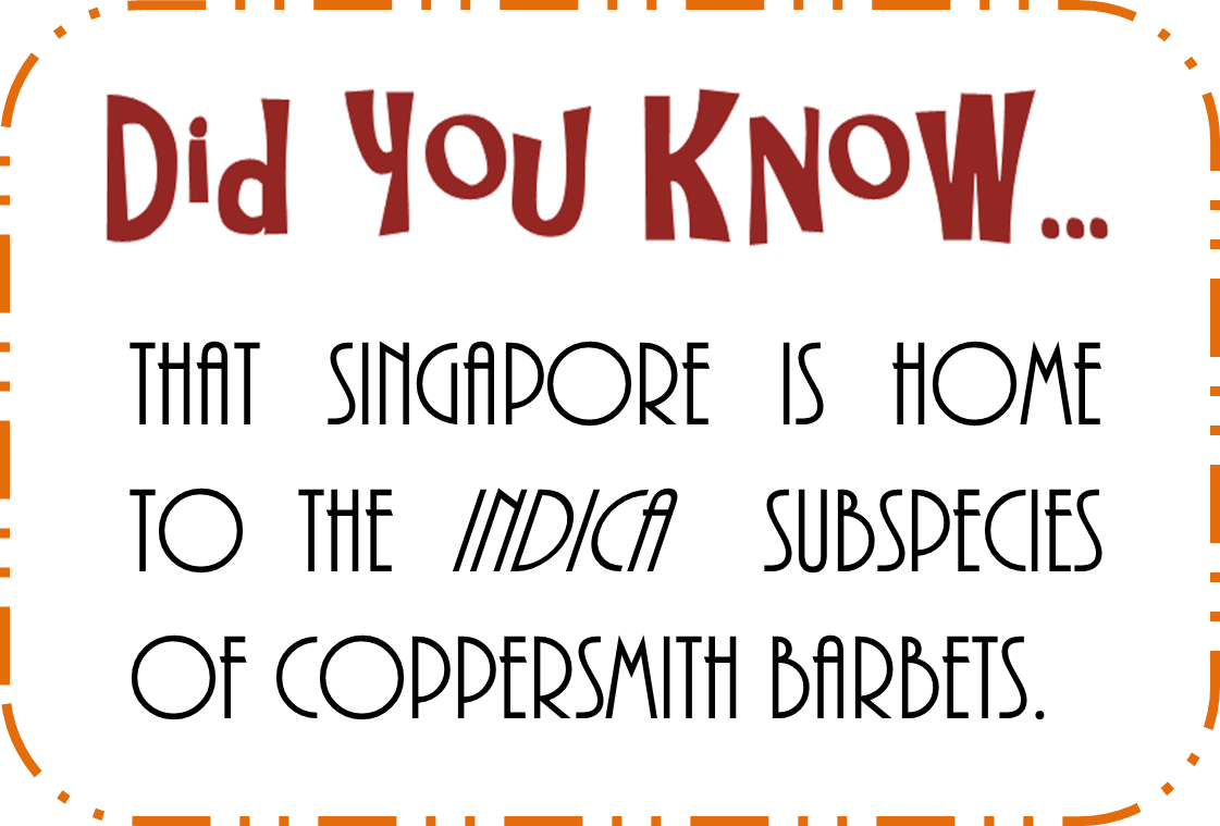 coppersmith barbet dyk6.png coppersmith barbet dyk6.png