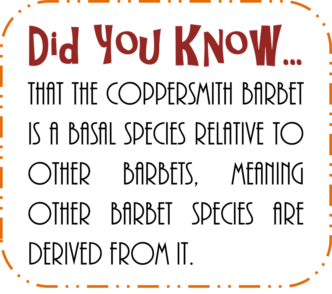 coppersmith barbet dyk7.png