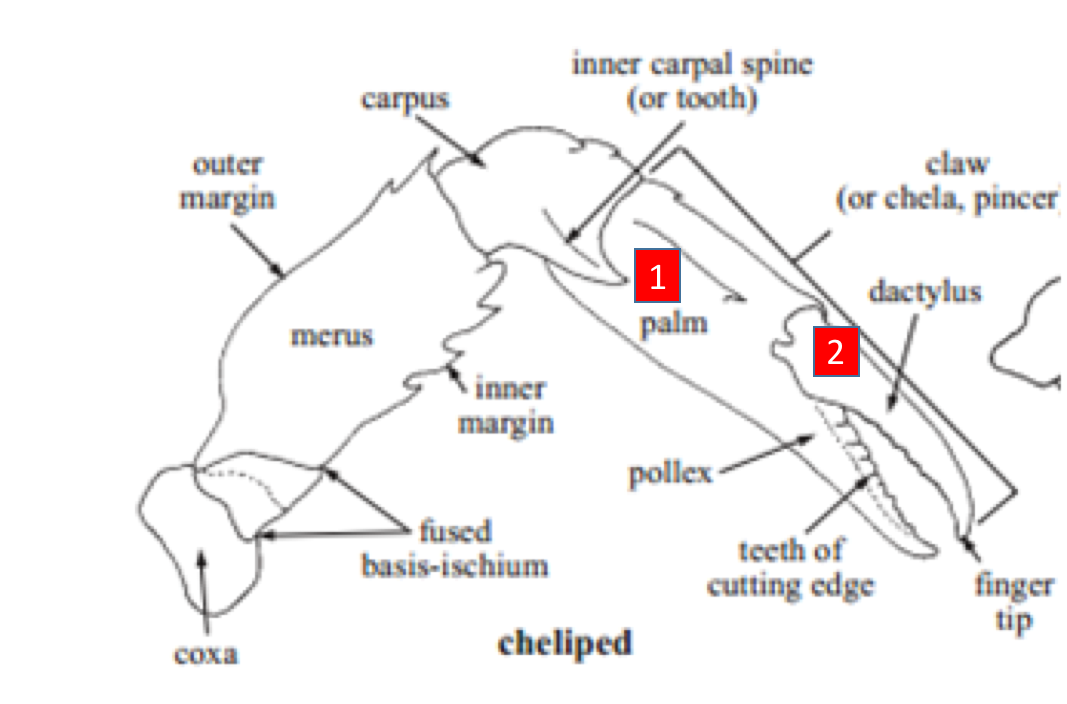 crabpincer.png