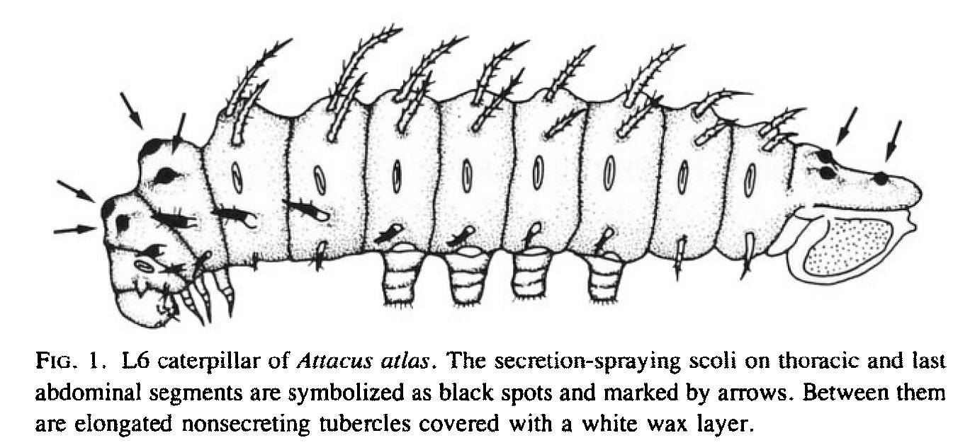 defensive secretion.JPG defensive secretion.JPG