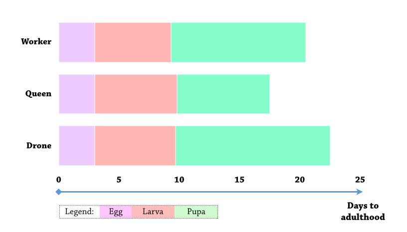 development chart_florea.jpg