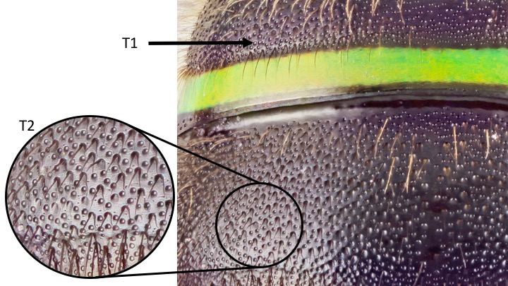 doublepunctures2.jpg doublepunctures2.jpg