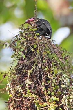 duskybroadbill.jpg