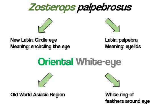 etymology diagram.JPG