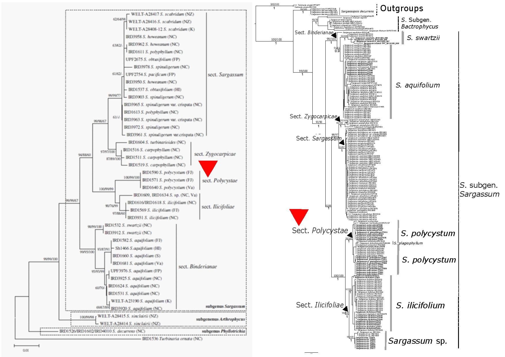 fig 5 tree comparison-page-001.jpg fig 5 tree comparison-page-001.jpg