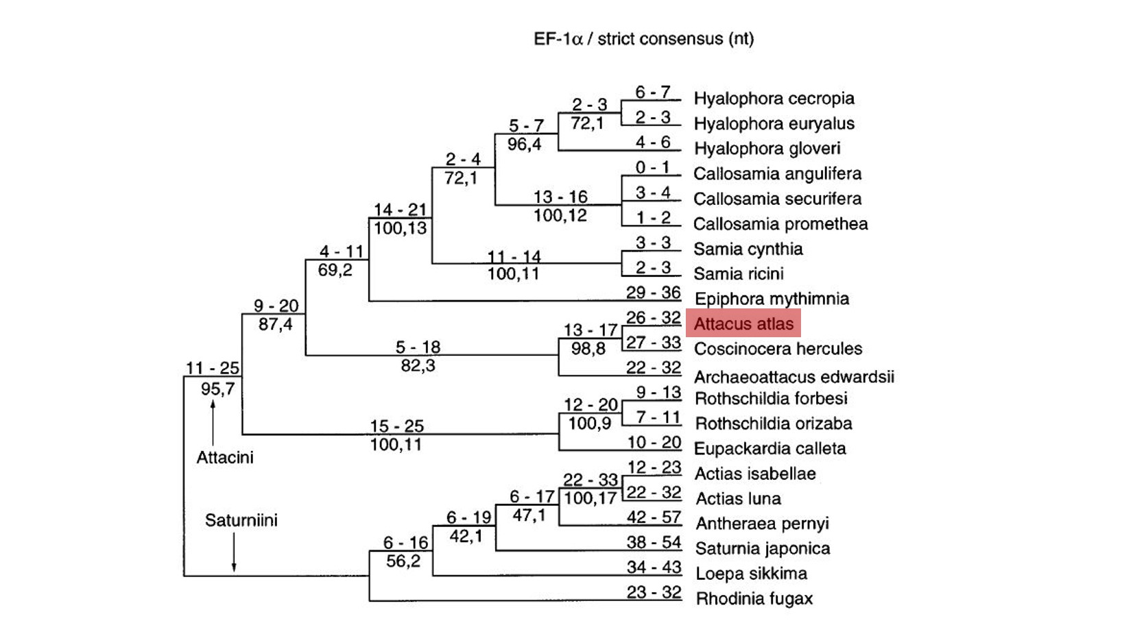figure 3 attacine using ef-1a.JPG figure 3 attacine using ef-1a.JPG
