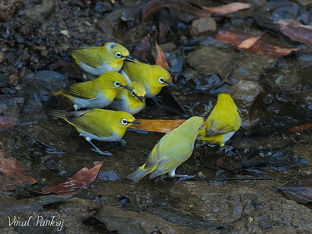 flocking2.jpg flocking2.jpg