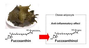fucoxanthin.jpg fucoxanthin.jpg
