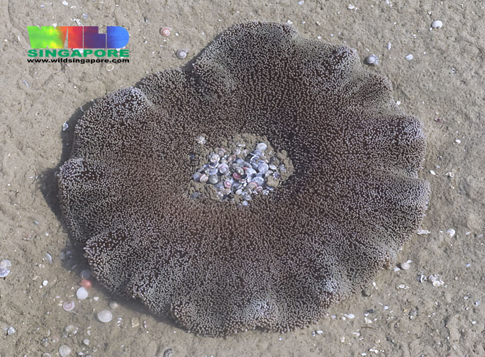 haddon carpet preying button snail (ria tan 2005).jpg