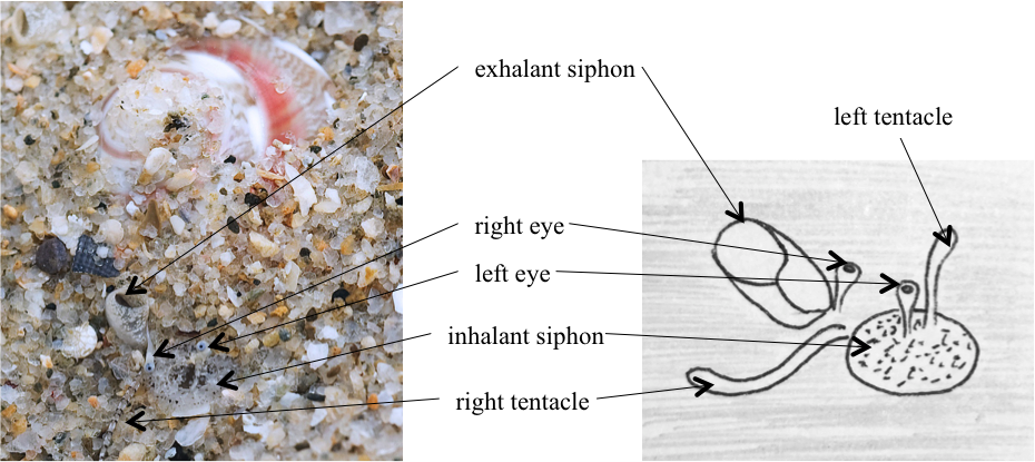 half buried filtering.png