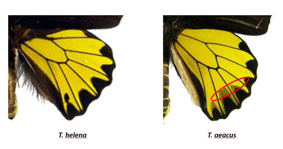 heleaccrop.png