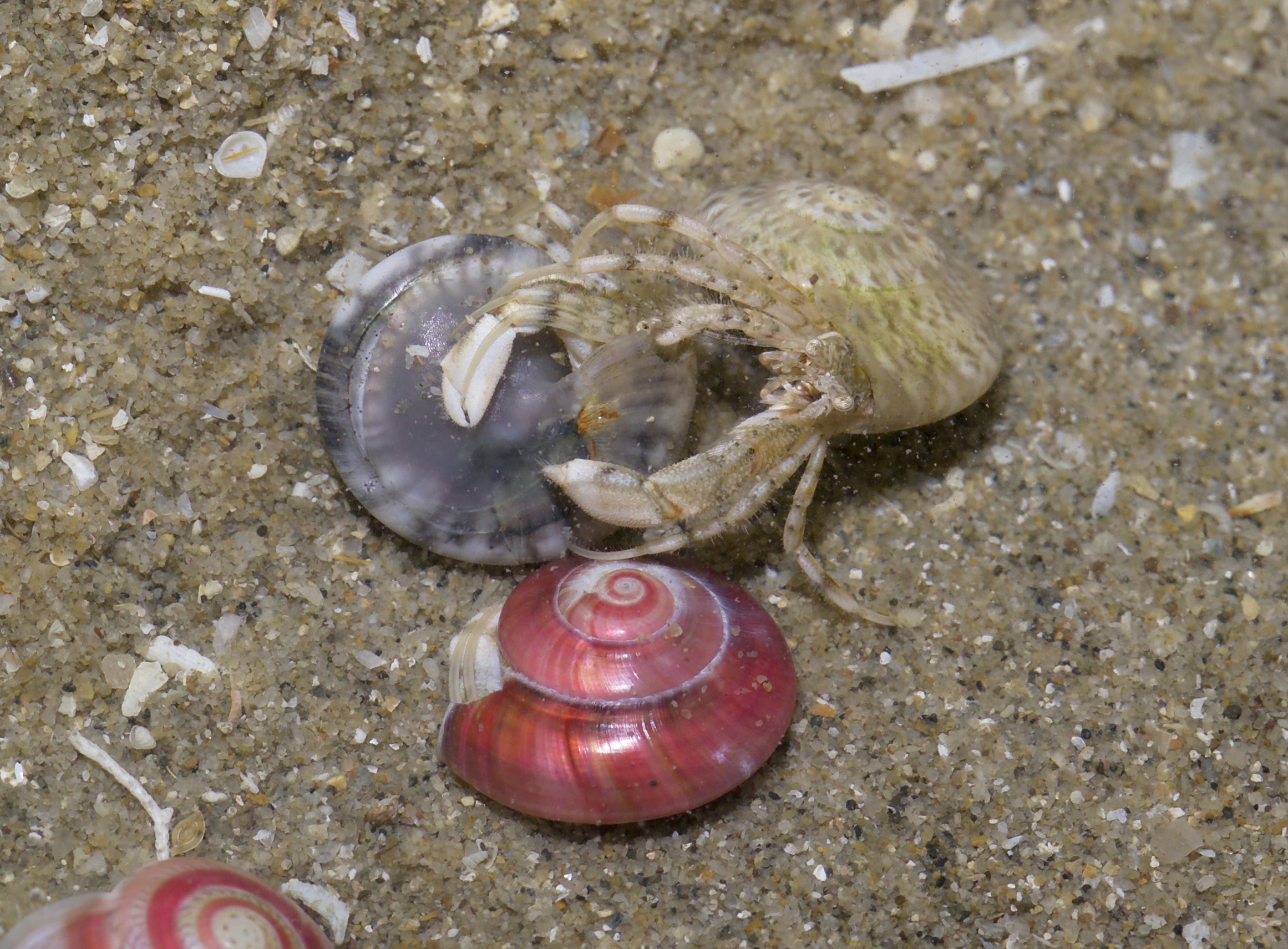 hermit crab 2005.jpg