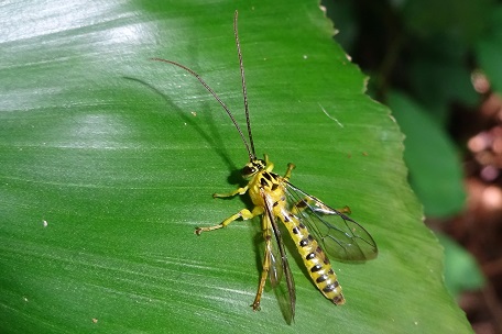 ichneumonid wasp parasite.JPG ichneumonid wasp parasite.JPG