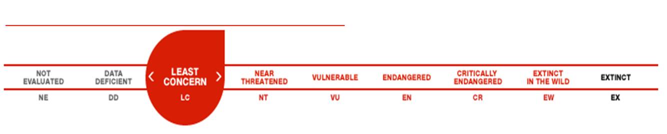 iucn least concern.jpg