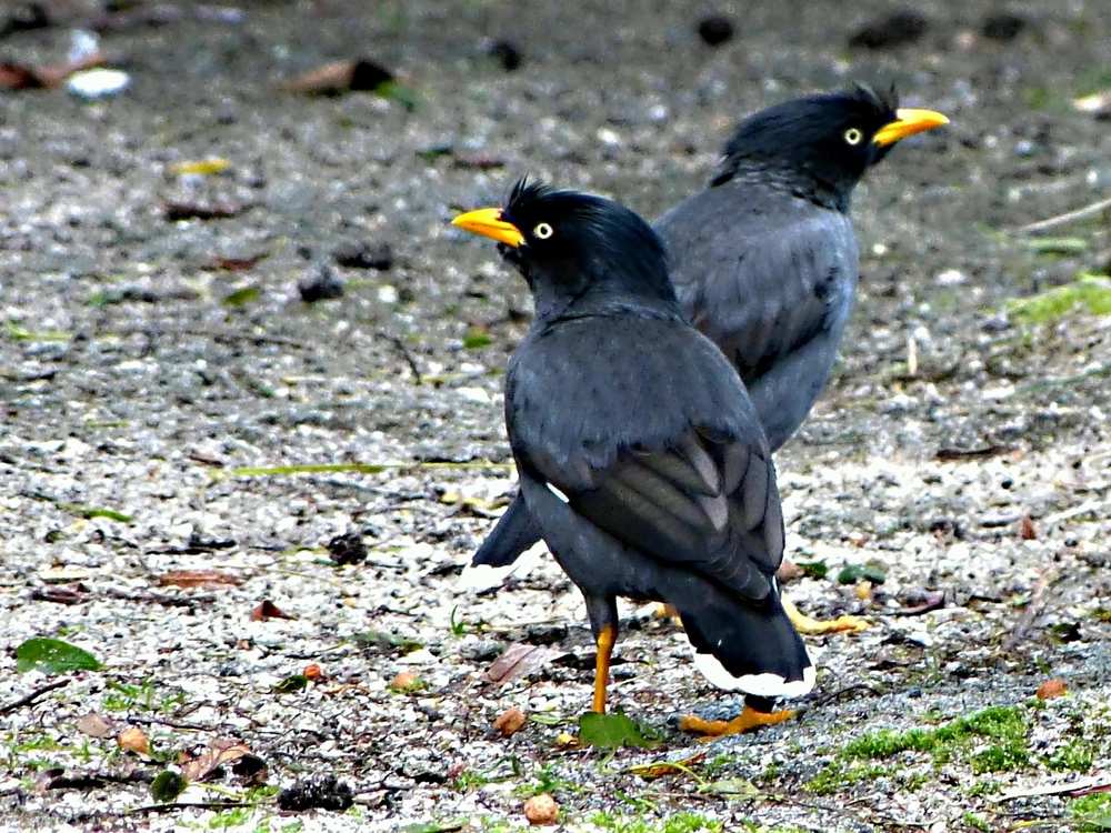javan-myna-acridotheres-javanicus-06e523a1-9331-4d21-a694-6daae4cac880.jpg