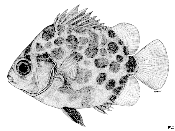 juvenile 2.png juvenile 2.png