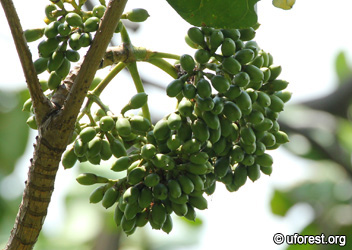 l_crenulata fruits.jpg