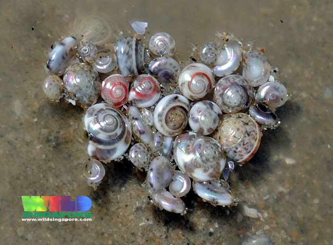 large button snails floating.jpg